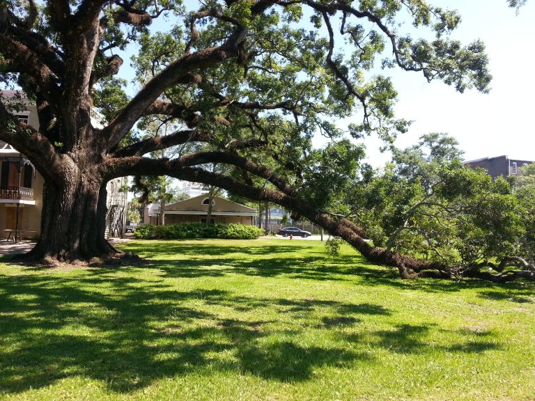 Historic live oak – Chris Francis Tree Care – The Professional ...