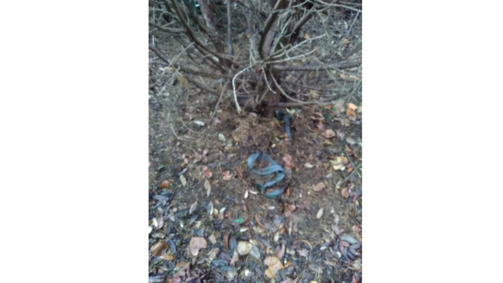 Addressing Trees Installed Too Deep