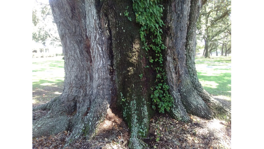 Assessing Plant Health Problems