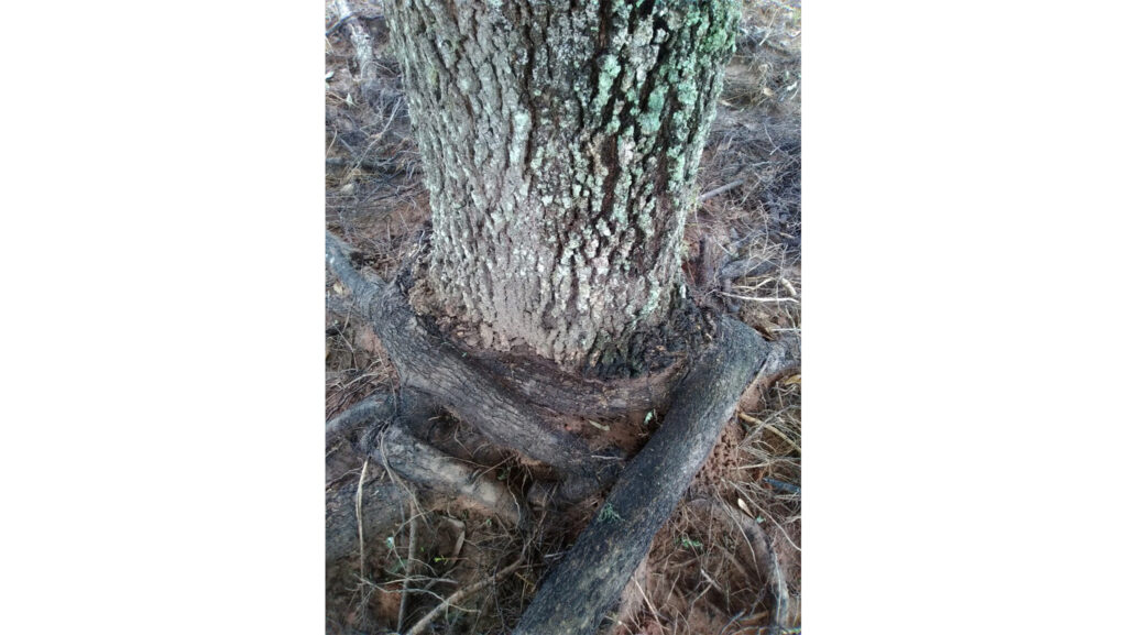 Root Management