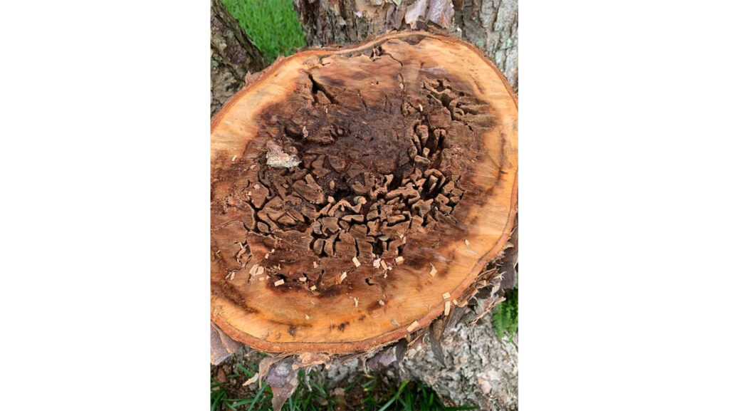 Stump Grinding