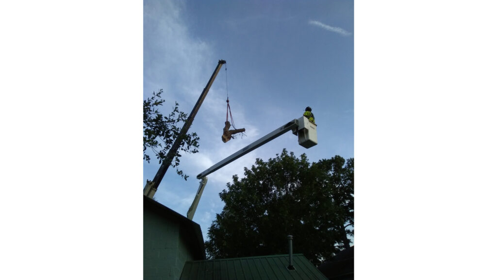 Removing Failed Tree from Garage