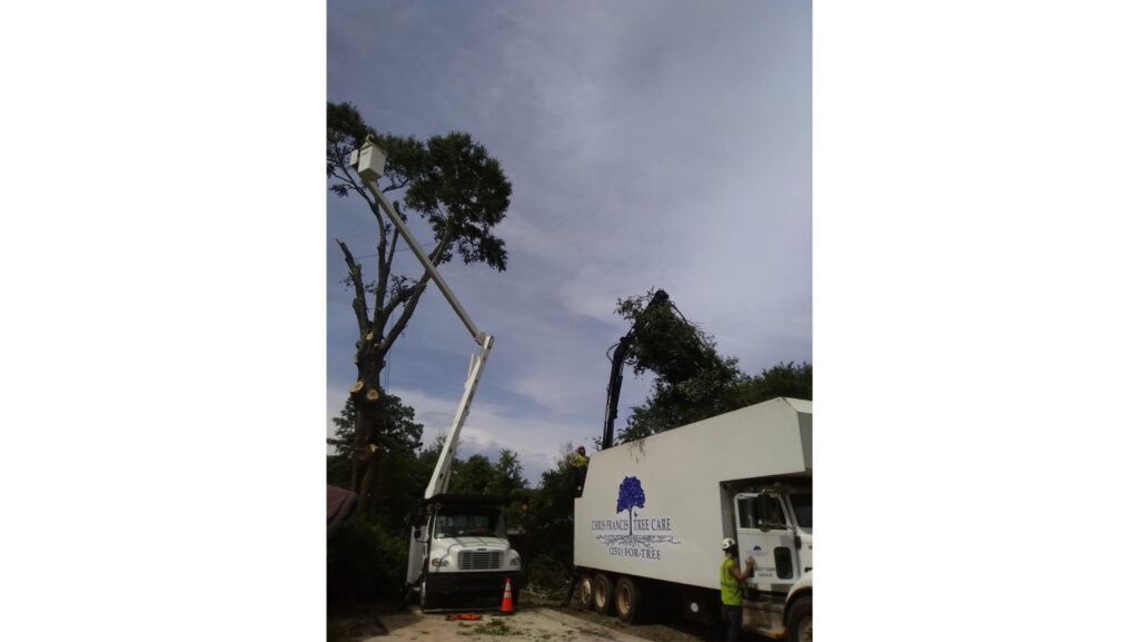 Hazardous Tree Removal