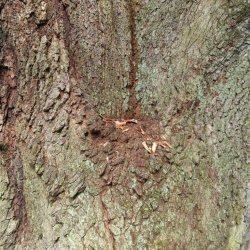 Silverhill, AL - Emergency Tree Support Installation