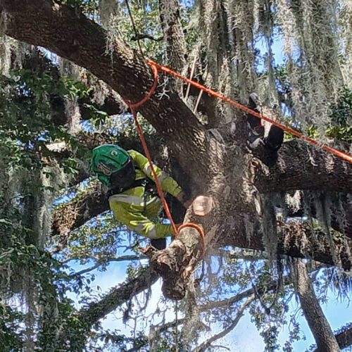 Fairhope, AL - Multiple Tree Climbers Working in the Canopy