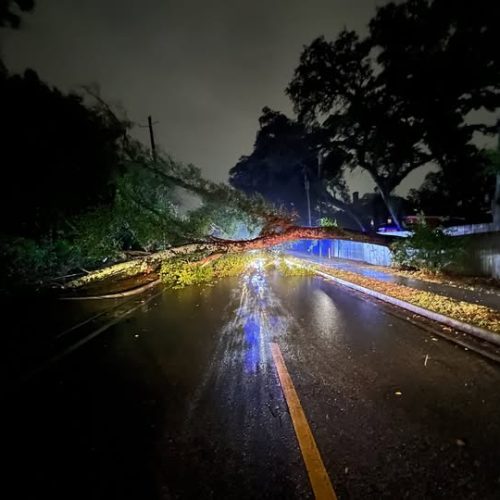 Mobile, AL - city work - emergency job water oak fell due to cut/damaged roots