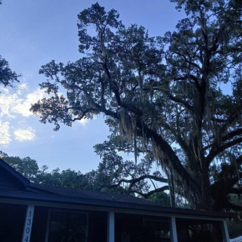 Olde Towne Daphne, AL - Supplemental Support System Installed on Live Oak