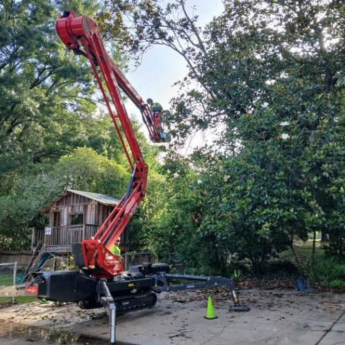 Fairhope, AL - tree pruning