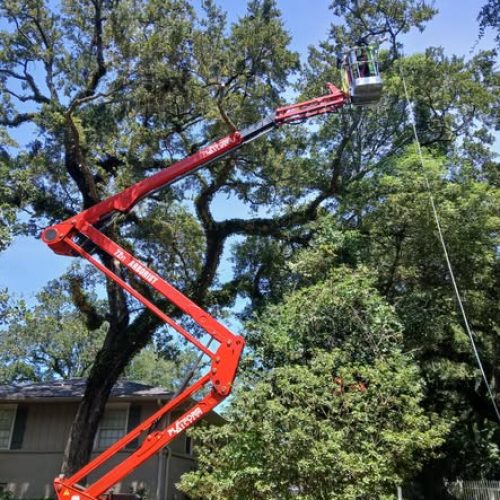 Fairhope, AL - Deadwooding, Clearance & Reduction Pruning