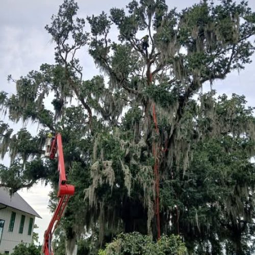 Daphne, AL  - Spanish Moss Removal and Dead wooding