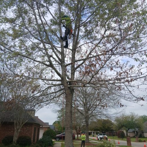 Fairhope, AL - structural pruning on some young trees