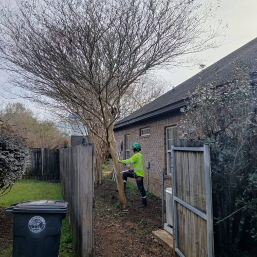 Fairhope, AL - properly pruning crape myrtles (not topping)