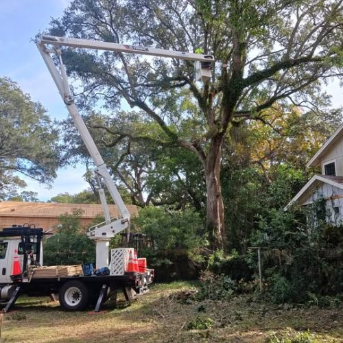 Fairhope, AL - removing large live oak because a contractor cut all the roots off one side