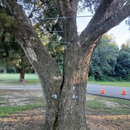 Foley, AL - Tree Support Work at Beulah Heights Park