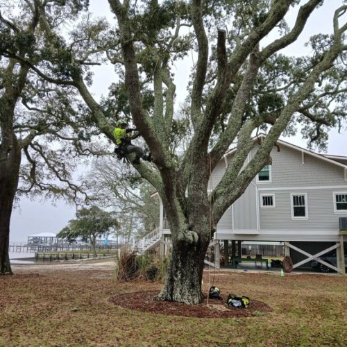 Point Clear & Fairhope, AL - aerial inspection of a live oak tree