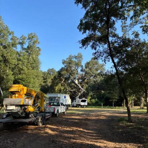 Daphne, AL - pruning a large historic live oak tree (Quercus virginiana)