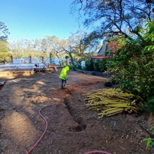 Spanish Fort, AL, - pruning of large girdling root on live oak