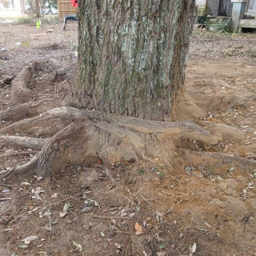 Spanish Fort, AL, - pruning of large girdling root on live oak