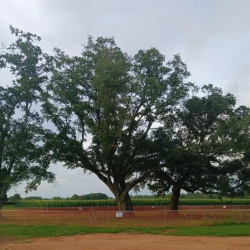 Point Clear, AL - tree protection fencing