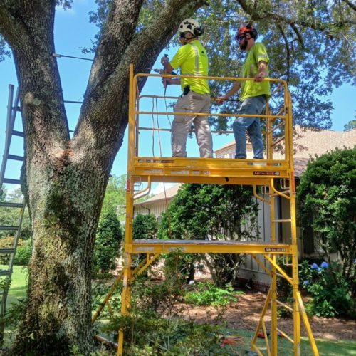 Point Clear, AL - installing supplemental support system in live oak