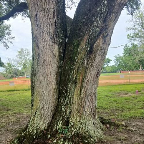 Point Clear, AL - supplemental support system installation for split tree with included bark