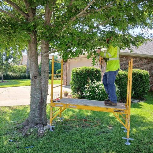Foley, AL - installing supplemental support in a young tree.