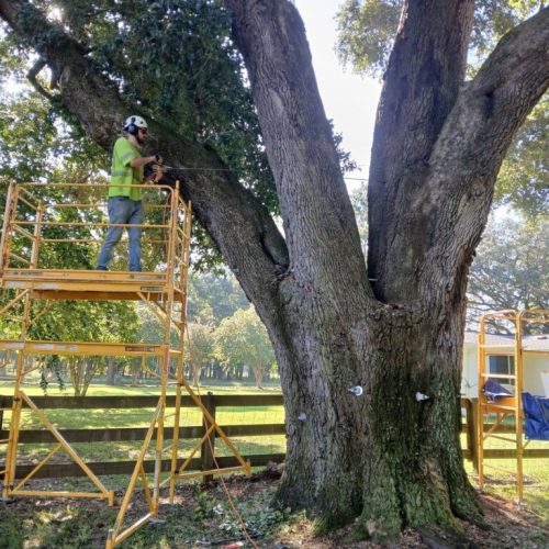 Silverhill, AL - Tree Support Installation with 11 support rods to improve the tree’s structural stability Day 2