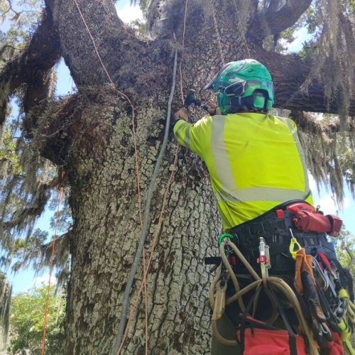 Point Clear, AL -Installing Tree Lightning Protection & Swing  (In Progress)