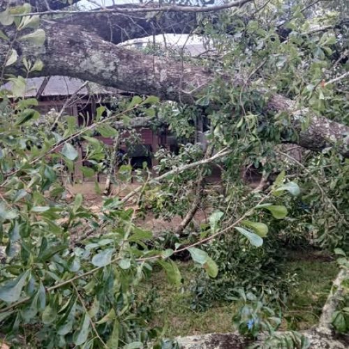 Theodore, AL - Emergency Tree Removal Due to Bark Inclusion