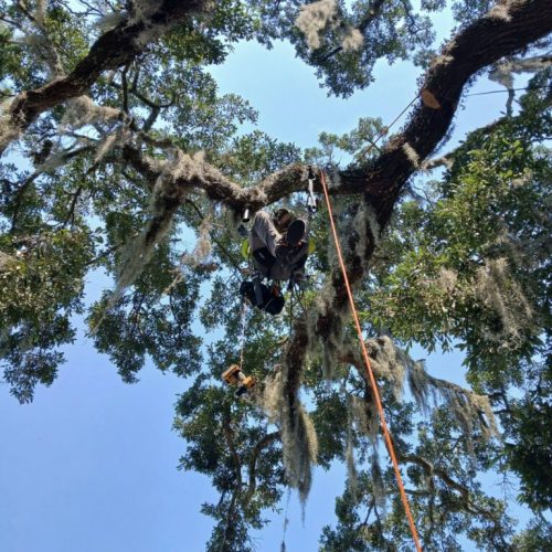 Point Clear, AL - Tree Downlighting Installation
