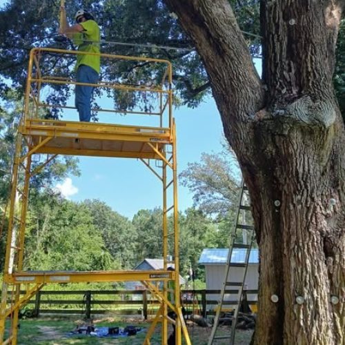 Silverhill, AL -Tree Support Installation Day 3