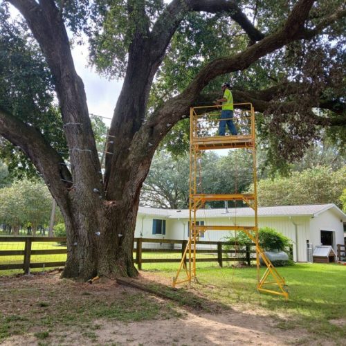 Silverhill, AL - Tree Preservation Project Completed with 22 Support Rods
