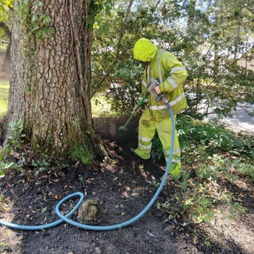 Fairhope, AL-  Air Excavation to Expose and Inspect Trunk Flares