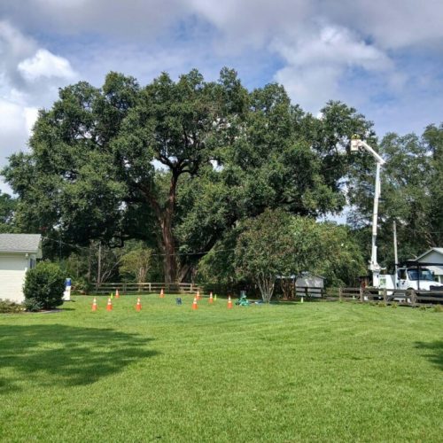 Silverhill, AL -Reduction and Deadwood Pruning