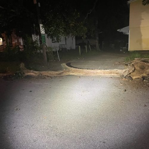 Mobile, AL - Emergency tree jobs