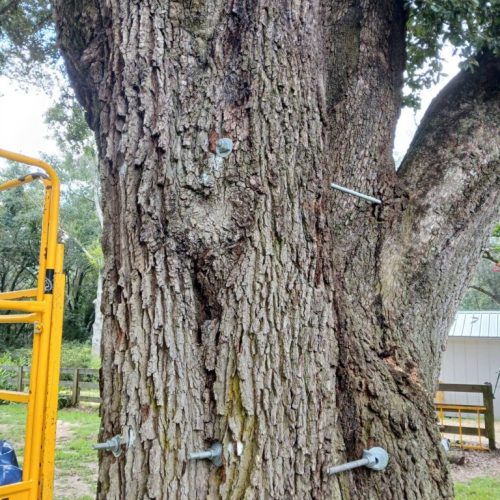 Silverhill, AL - Emergency Tree Support Installation
