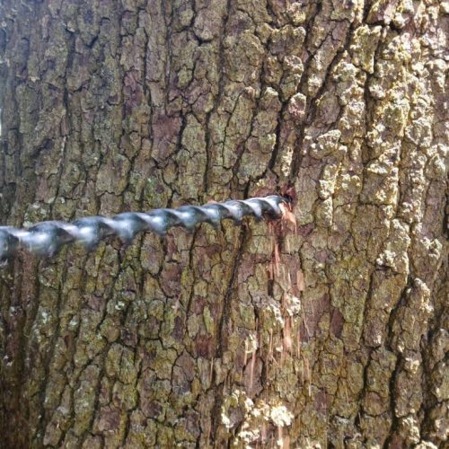 Silverhill, AL - Tree Support Installation with 11 support rods to improve the tree’s structural stability Day 2
