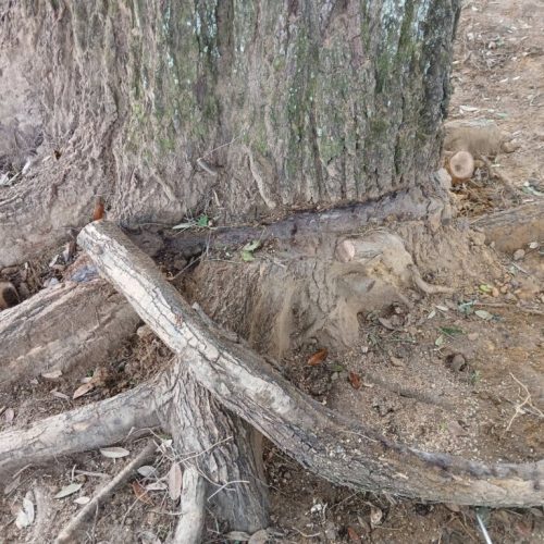 Spanish Fort, AL, - pruning of large girdling root on live oak