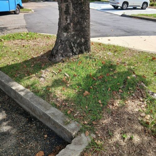 Mobile, AL-Tree Root Management Consulting Project Saving Live Oaks During Parking Lot Repaving