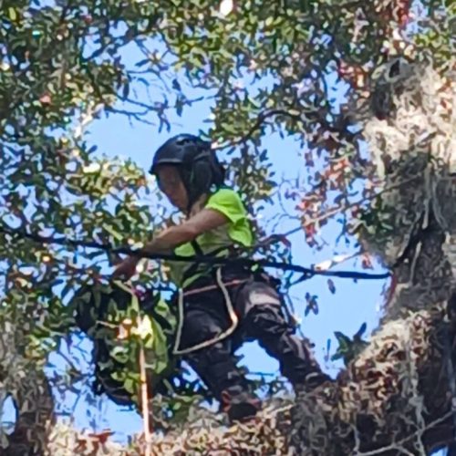 Olde Towne Daphne, AL - Supplemental Support System Installed on Live Oak