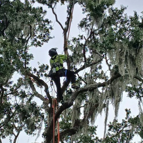 Daphne, AL  - Spanish Moss Removal and Dead wooding