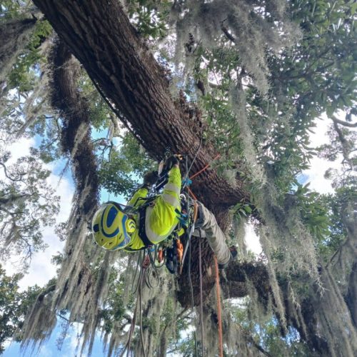 Point Clear, AL -Installing Tree Lightning Protection & Swing  (In Progress)