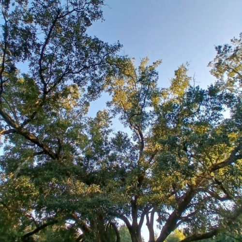 Foley, AL - Tree Support Work at Beulah Heights Park