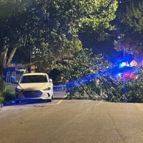 Mobile, AL - Emergency tree jobs