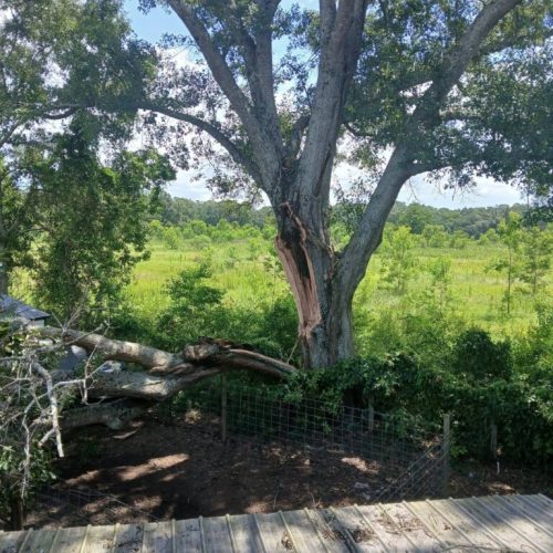 Theodore, AL - Emergency Tree Removal Due to Bark Inclusion