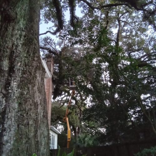 1125 Church Street, Mobile, AL - emergency job - live oak failed due to internal fungal decay