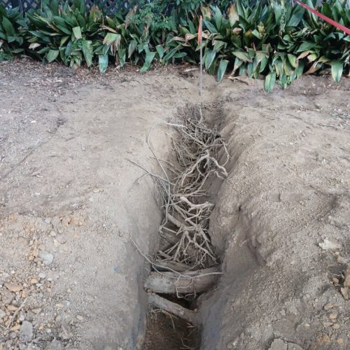 Fairhope, AL -  air excavation to find roots ahead of construction