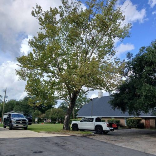 Mobile, AL-Tree Root Management Consulting Project Saving Live Oaks During Parking Lot Repaving