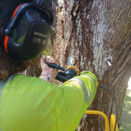 Olde Towne Daphne, AL - Supplemental Support System Installed on Live Oak