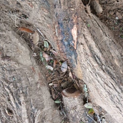 Spanish Fort, AL, - pruning of large girdling root on live oak